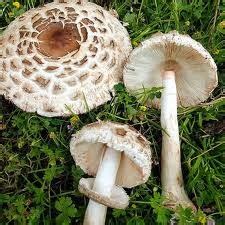 Mushroom Identification: Whats the difference between Chlorophyllum rhacodes and Chlorophyllum ...