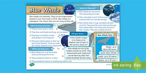 Blue Whale Fact File (Teacher-Made) - Twinkl