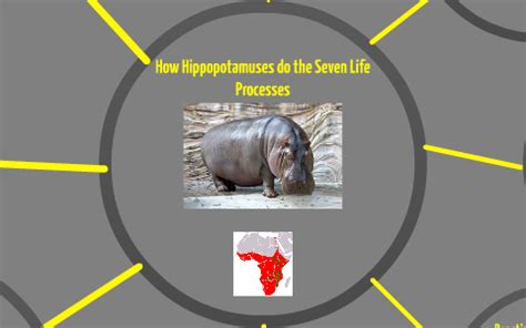 The Seven Life Processes-The Hippopotamus by Max Kemp on Prezi