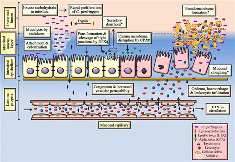 The Challenges of Diagnosis and Control of Enterotoxaemia Caused by Clostridium perfringens in ...