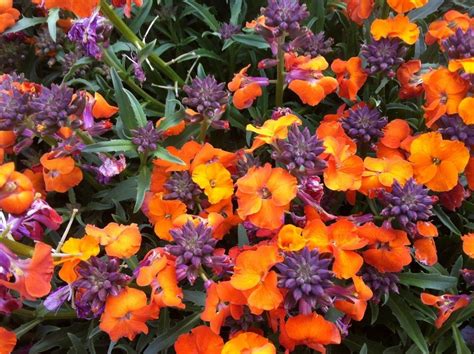 Erysimum Apricot Twist - In Bud and Bloom - Garden Plants | Fragrant ...