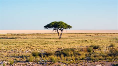 Lonely Tree Landscape Nature Savannah wallpaper | 3840x2160 | 720365 | WallpaperUP