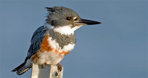 Belted Kingfisher Habitat - Where Does A Belted Kingfisher Live? - Bird ...