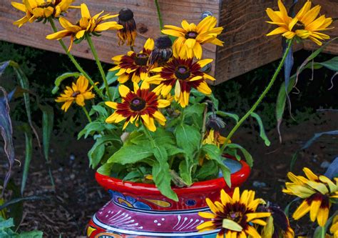 Potted Black-Eyed Susans Free Stock Photo - Public Domain Pictures