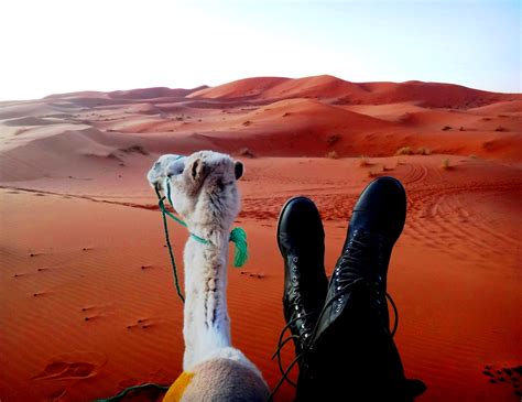 Sahara desert Sahara Desert, Camel, Deserts, Animals, Animales, Animaux, Camels, Postres, Animal