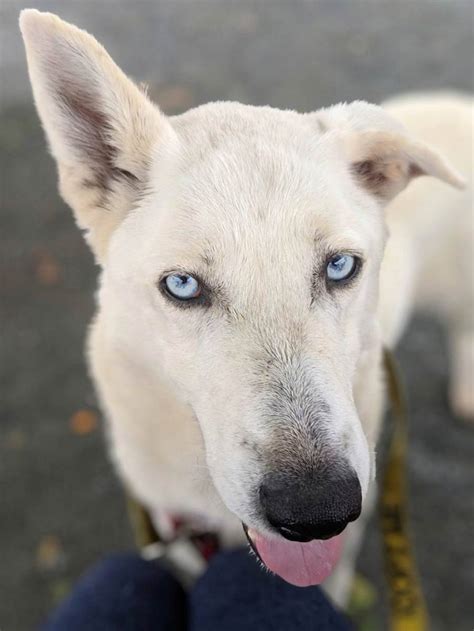 Ice the German Shepherd, Siberian Husky Mix - DogPerDay