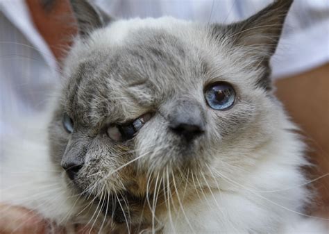 Oldest Janus cat in the world, ‘Frank and Louie,’ dies at 15 – New York ...