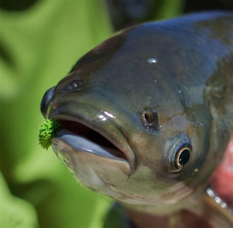 The Wonders of Grass Carp: A Guide to Understanding this Aquatic Species | FisHub