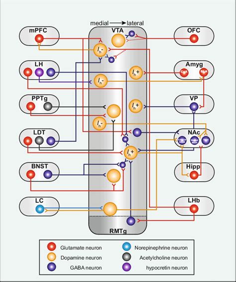 Graphical representation of neural circuits connecting the dopamine ...