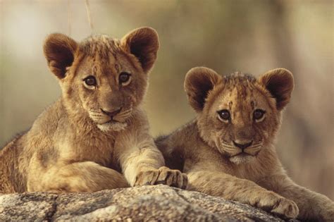 African Lion Cubs Resting On A Rock Photograph by Tim Fitzharris