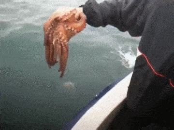 Octopus Thaumoctopus Changes Its Coloration GIFs - Find & Share on GIPHY