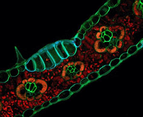 Miami's plant scientists use the glowing properties of plant cells to ...