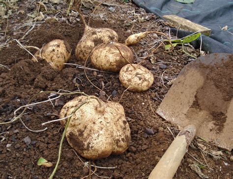 eggs & tea » Blog Archive » More harvesting – Jicama and Yacon