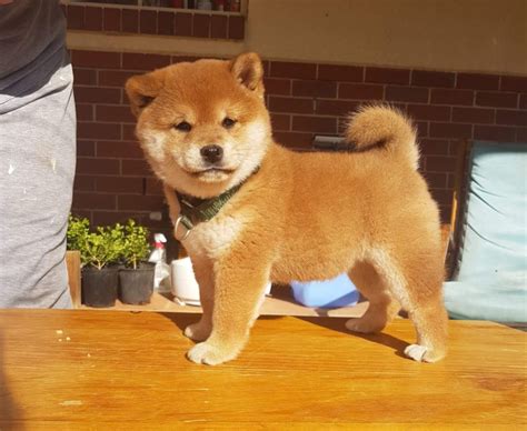 How to get Shiba Inu Puppies - Shiba Inu New Zealand