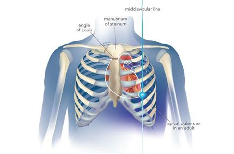 Apical Pulse | Apical pulse, Pulses, Nursing study