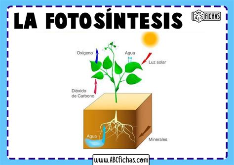 Esquema de la fotosintesis - ABC Fichas