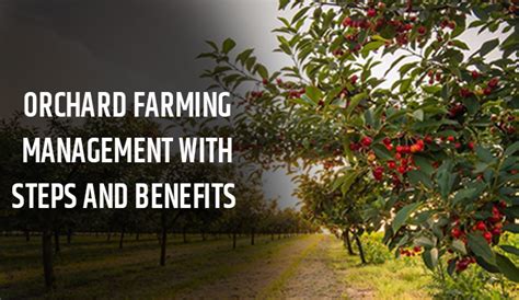 Orchard Farming Management With Steps and Benefits | by Priya Sharma | Medium