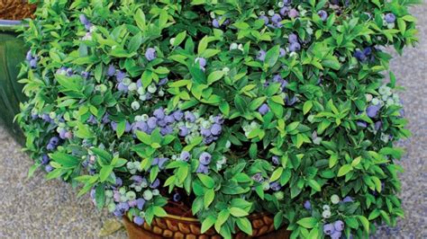 10 Easy Tips for Growing Blueberries in Containers or Pots