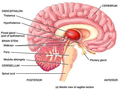 Thalamus And Hypothalamus - astonishingceiyrs