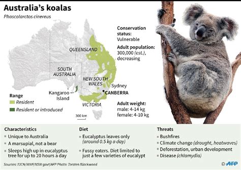 Fires, then floods: How much can a koala bear?