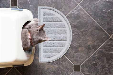 Solve Adult Cat Litter Box Problems