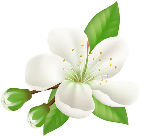 Decorative clipart jasmine flower, Decorative jasmine flower ...