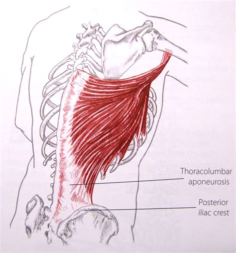 Latissimus Dorsi | Latissimus dorsi, Anatomy and physiology, Muscle ...