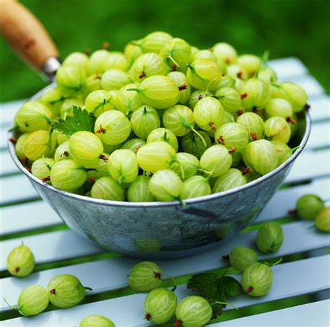 What Are Gooseberries?