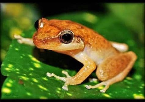 A look at Puerto Rico's coqui frogs, the Caribbean island's national symbol - Face2Face Africa ...