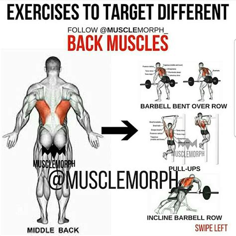 exercises to target Different: back muscles | Exercice musculation epaule, Musculation dos ...