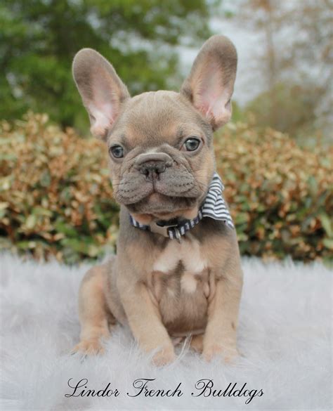 Lilac French Bulldog Puppies For Sale - Pets Lovers