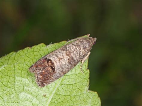 Codling Moth Life Cycle: How To Treat Codling Moth Infestations