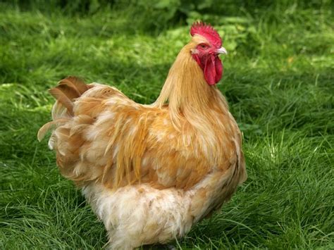 Buff Orpington Chicken Breeds