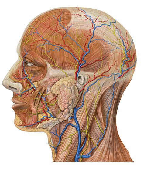 File:Lateral head anatomy detail.jpg - Wikipedia