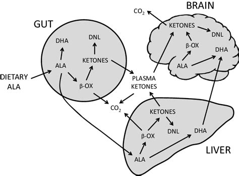 The multiple metabolic fates of a-linoleate (ALA) in the neonate. DHA:... | Download Scientific ...