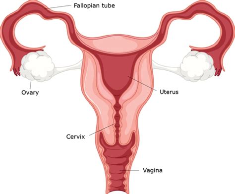 Anatomy of pregnancy and birth - cervix | Pregnancy Birth and Baby