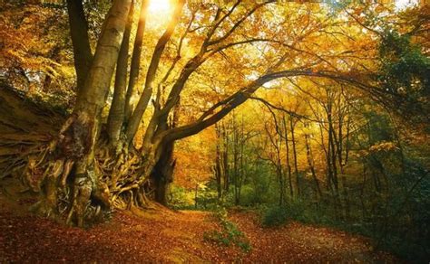 🍂 Los bosques de León más bonitos para visitar en otoño | leonoticias.com