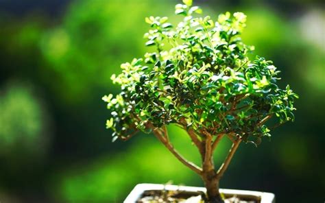 Grow a Bonsai Avocado Tree: Care, Benefits & Tips