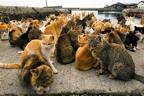 A ilha japonesa com 6 vezes mais gatos do que pessoas | VortexMag