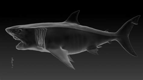 Megalodon Size Comparison To Great White