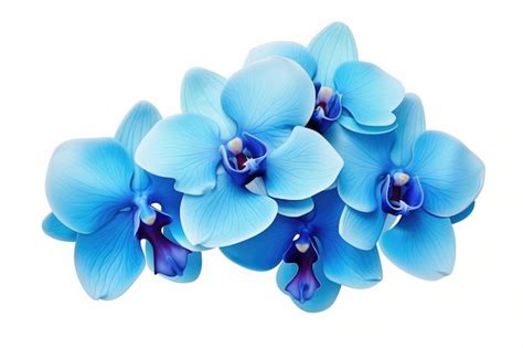 Flores de orquídeas azules con un fondo blanco | Foto Premium