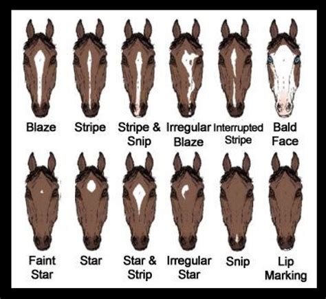 Head marks | Horse breeds, Horse face, Horse camp