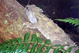 The Tuatara has a Surprise in its Genes