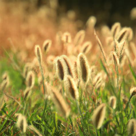 Meadow Foxtail - Lawn Weeds