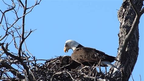 Bald Eagles feeding chicks - YouTube