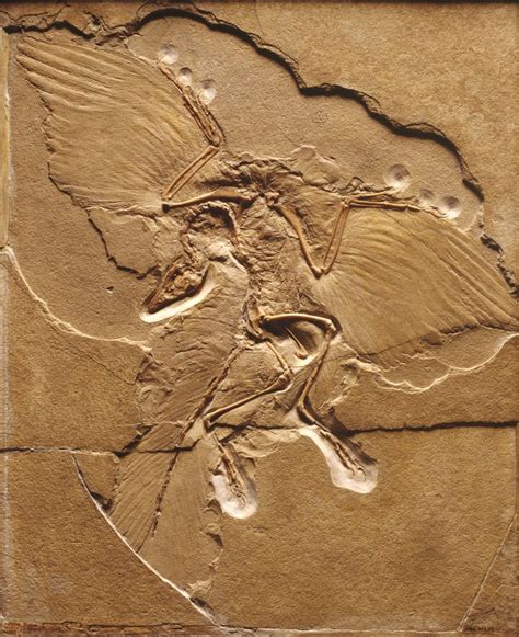 Archaeopteryx Fossil posters & prints by Corbis