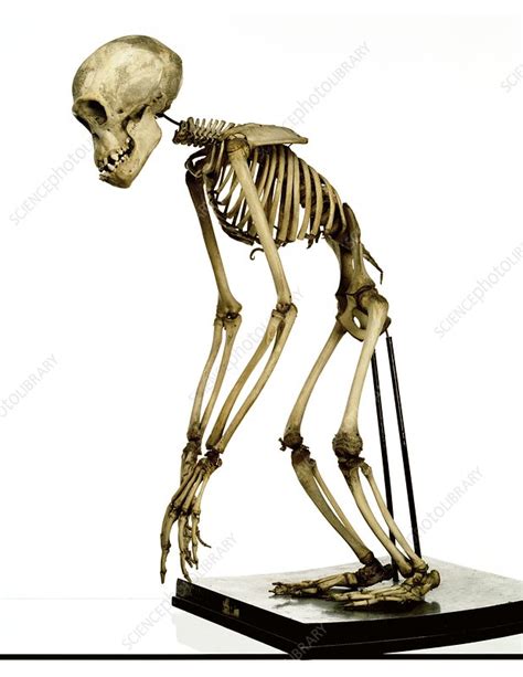 Chimpanzee skeleton - Stock Image - C023/6674 - Science Photo Library