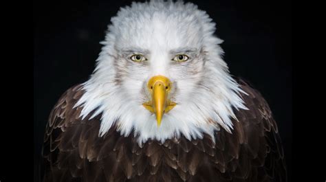 Staring Eagle: Image Gallery (Sorted by Oldest) (List View) | Know Your Meme