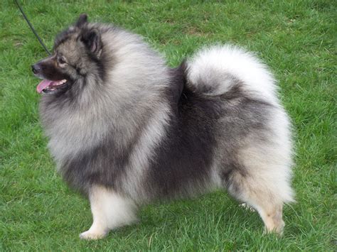 Keeshond dog photo and wallpaper. Beautiful Keeshond dog pictures