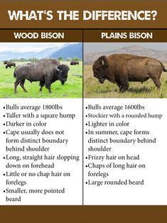 Wood Bison vs. Plains Bison | ... to the Woods : ) | Pinterest | Woods ...